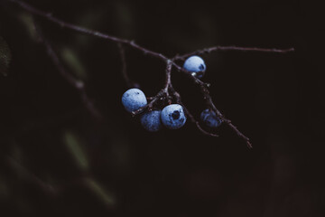 blackthorn on a branch