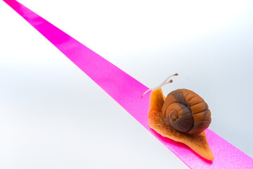 A snail crawls along a pink ribbon. The concept of slow purposeful movement. The slow animal also...