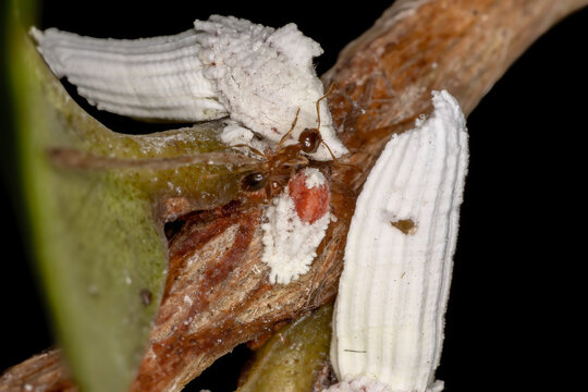 Scale Insects of the Superfamily Coccoidea