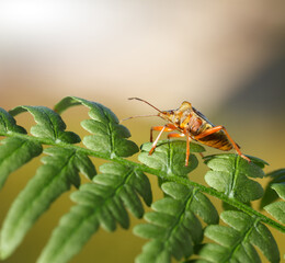 Red-legged shield-bug on green leaf
