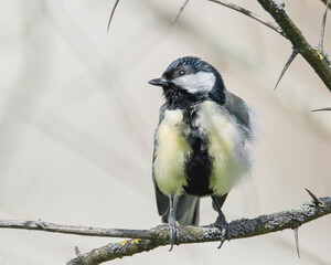 Kohlmeise im Sonnenschein
