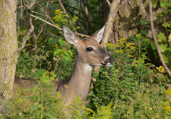 Portrait of a White Tailed Deer 