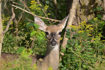 Portrait of a White Tailed Deer 