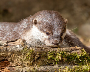 Otter