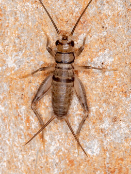 Field Cricket of the Genus Gryllodes