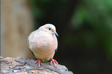Mourning Dove perched on a tree stump