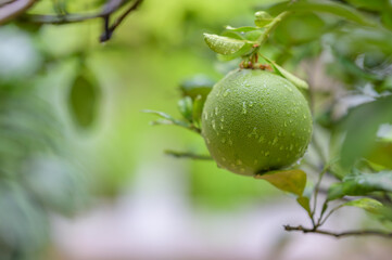 Pomelo or Grapefruit on the tree in the garden.