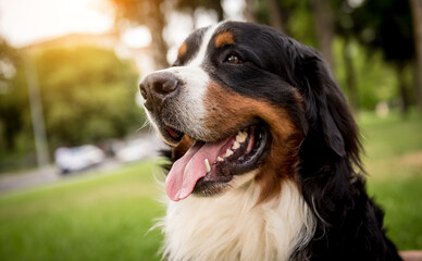 Portrait of cute Berner Sennenhund dog at the park.