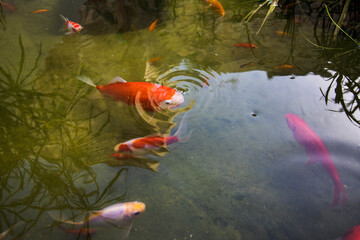 Various sized goldfish swimming in a pond  