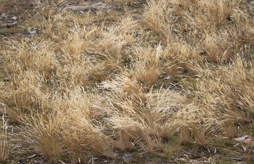 Silbergras; Grashalme 