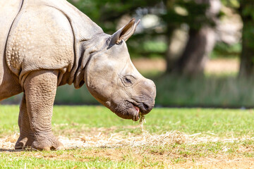 Obraz premium Rhino Calf