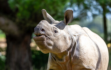 Rhino © SR7 Photo