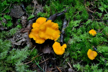 Wild golden chanterelle mushrooms in the forest.
Edible autumn mushrooms