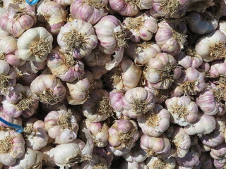 delicious purple garlic with great taste and strong smell