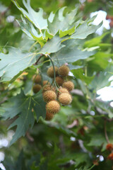 chestnuts