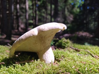mushroom in the grass