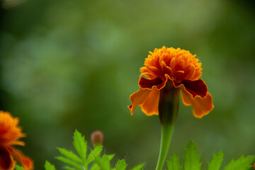 Simple orange flower, green background.