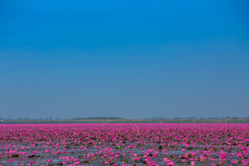 Sea of red lotus whit blue sky , Red lotus sea in Udon Thani, Thailand.