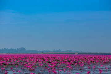 Fototapeta premium Sea of red lotus whit blue sky , Red lotus sea in Udon Thani, Thailand.