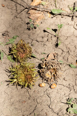 Unopened fruits of wild hazelnuts (hazel, lat.Corylus) and fallen ripe nuts on the ground