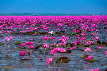 Red Lotus Sea, a beautiful tourist attraction of Thailand
Red lotus lake