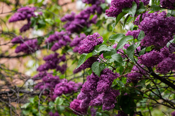 Lilac garden trees under the rain nature spring time with free space text