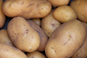 Geerntete Kartoffeln, frisch vom Feld