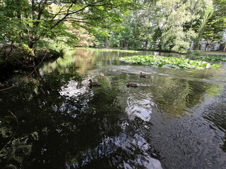 北海道庁旧本庁舎の池、札幌、北海道
