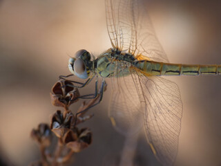 Libellula