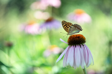 Butterfly Argynnis paphia collects nectar from an echinacea flower on a summer day in the garden