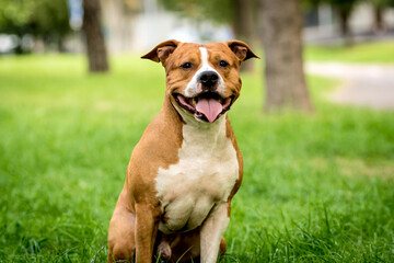 Portrait of cute american staffordshire terrier at the park.