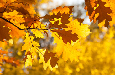 Naklejka na ściany i meble Autumn park red oak foliage tree branch on blurred background. Fall season bright colors nature landscape.