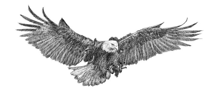 Bald Eagle, Drawing by Mikel Nation | Artmajeur