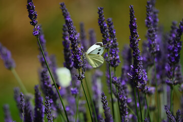 Piéride du chou dans la lavande