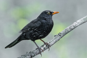Amsel auf einem Ast
