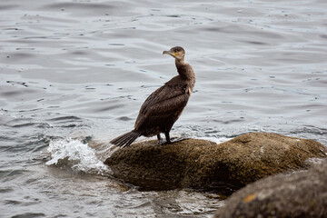 Cormoran se reposant sur un rocher .