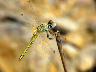 Libellula