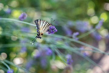 Beautiful butterfly Iphiclides Podalirius collects nectar on a sprig of lavender on a summer day