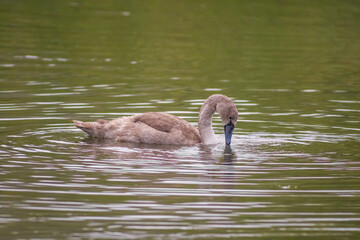 a Young swan swims elegantly on a pond