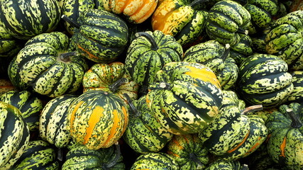 squash on the market