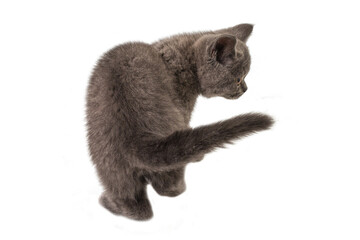 British shorthair kitten looking up isolated on white