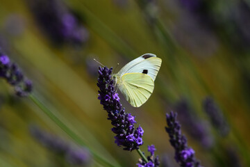 Piéride du chou dans la lavande
