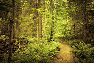 Fototapeta premium Wanderweg durch Tannenwald