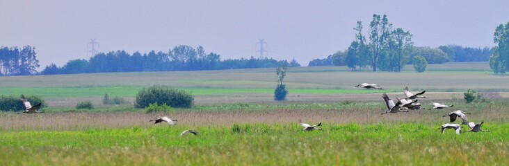 żurawie © Krzysztof