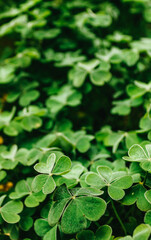 Fototapeta na wymiar Leaf texture clover / macro nature texture - Spain