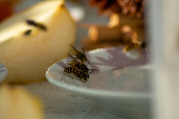Wespen bienen essen am Tisch und extrem viele wie eine Plage 