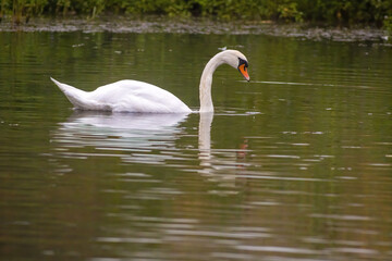 a Young swan swims elegantly on a pond