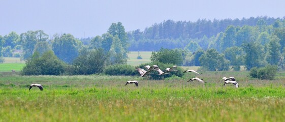 żurawie © Krzysztof