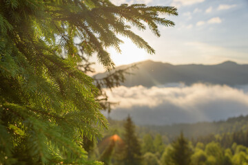 The gentle light of the sun through the branches of the fir