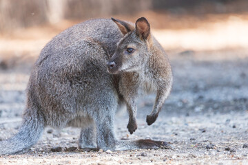 Red-necked wallaby- WALLABY DE BENNETT - MACROPUS RUFOGRISEUS © harshavardhan